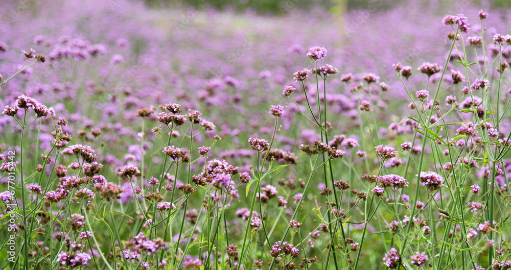 Fototapeta premium Background of purple verbena flowers