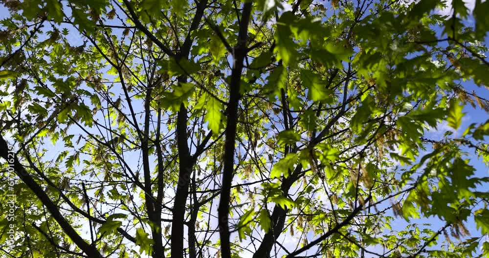 translucent spring oak foliage and oak catkins during flowering, details of the oak tree in the spring season translucent spring oak foliage and oak catkins during flowering, details of the oak tree in the spring season