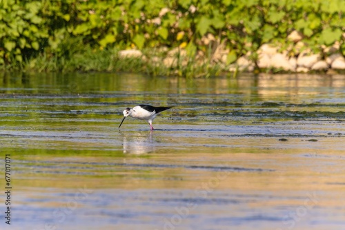 Wild birds wade in the pristine lake, showcasing the beauty of nature and the diversity of wildlife in ornithology