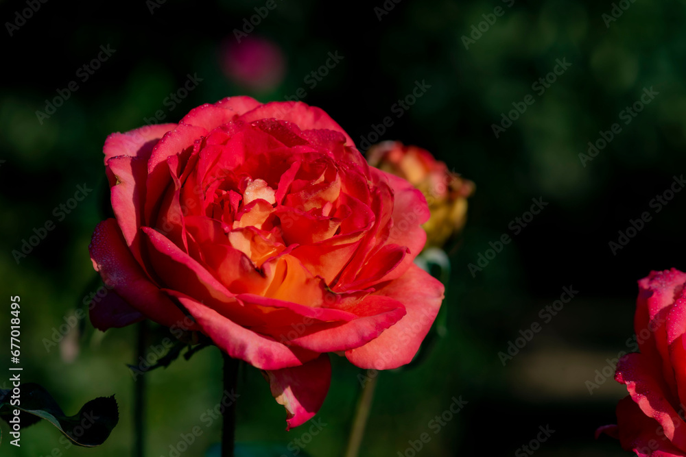 Close up of the red rose blooming Close up of the red rose blooming