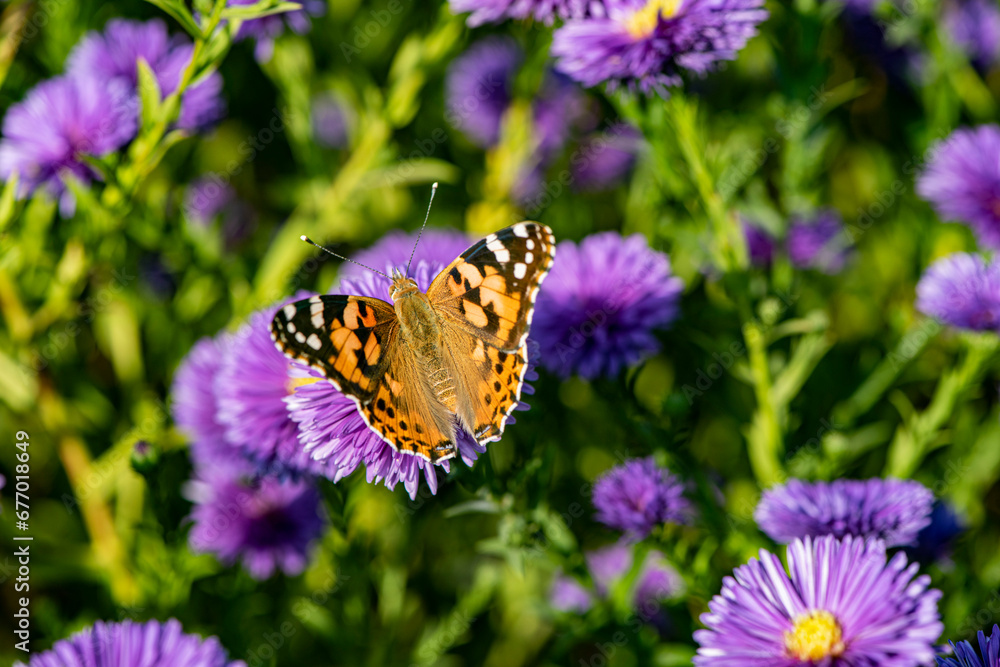Dutch chrysanthemums and various butterflies in the park Dutch chrysanthemums and various butterflies in the park