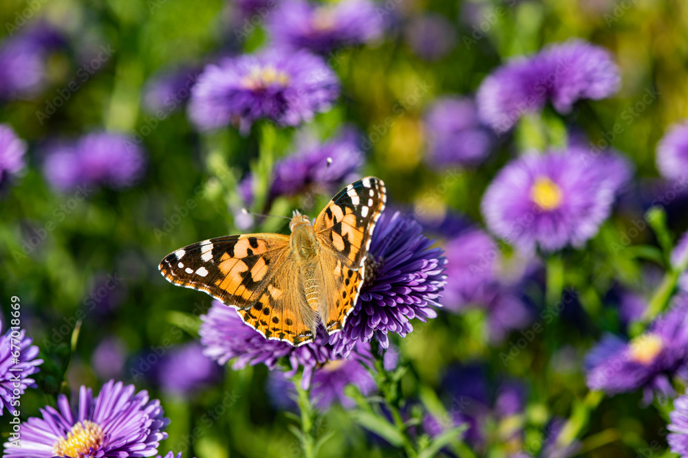 Dutch chrysanthemums and various butterflies in the park Dutch chrysanthemums and various butterflies in the park