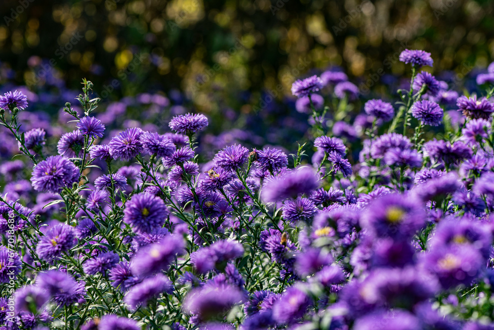 Fototapeta premium Dutch chrysanthemums and various butterflies in the park