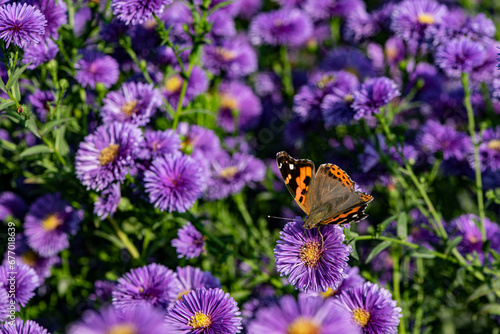 Dutch chrysanthemums and various butterflies in the park