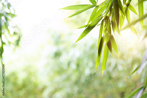 Fototapeta Naklejka Na Ścianę i Meble -  Background of green bamboo leaves