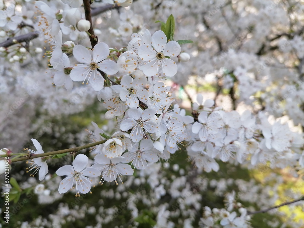 Cherry Blossom or apricot in a morning Sunlight