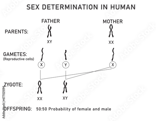 Sex determination in humans diagram