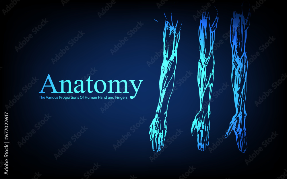 Human anatomy in front on x ray view. Anatomy human body connection, The Various Proportions Of Human Hand and Fingers, Vector hand drawn illustration Human anatomy in front on x ray view. Anatomy human body connection, The Various Proportions Of Human Hand and Fingers, Vector hand drawn illustration