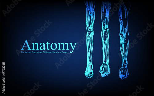 Human anatomy in front on x ray view. Anatomy human body connection, The Various Proportions Of Human Hand and Fingers, Vector hand drawn illustration photo