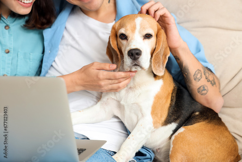 Young couple with cute Beagle dog and laptop on sofa at home, closeup © Pixel-Shot