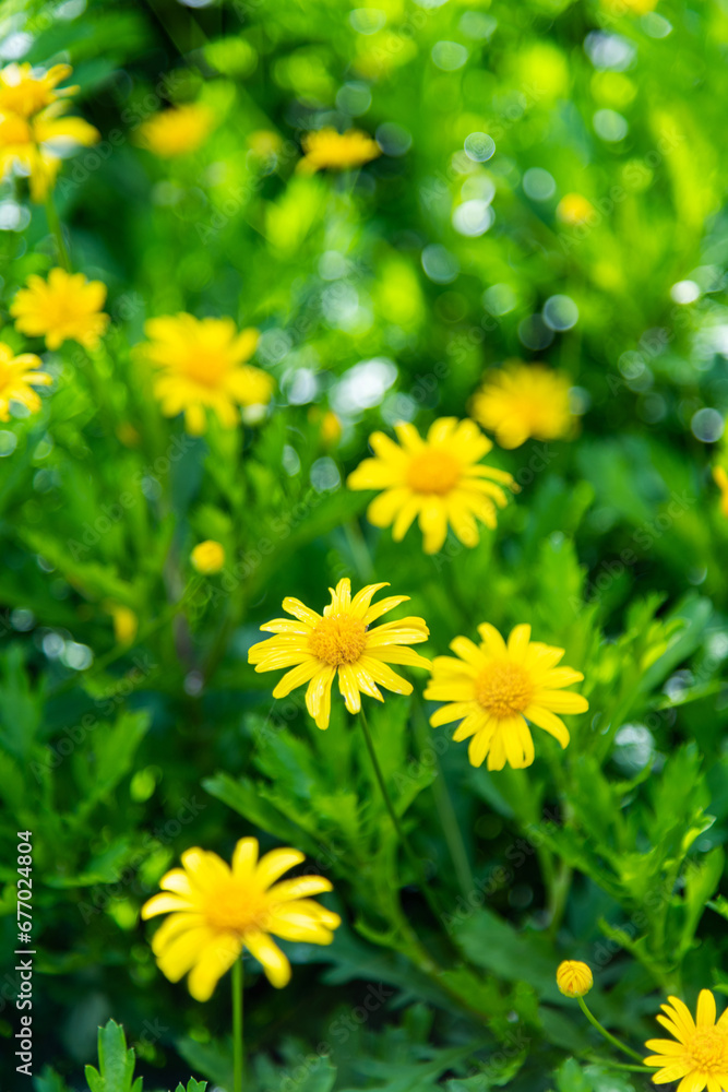 Background of yellow chamomile flowers Background of yellow chamomile flowers