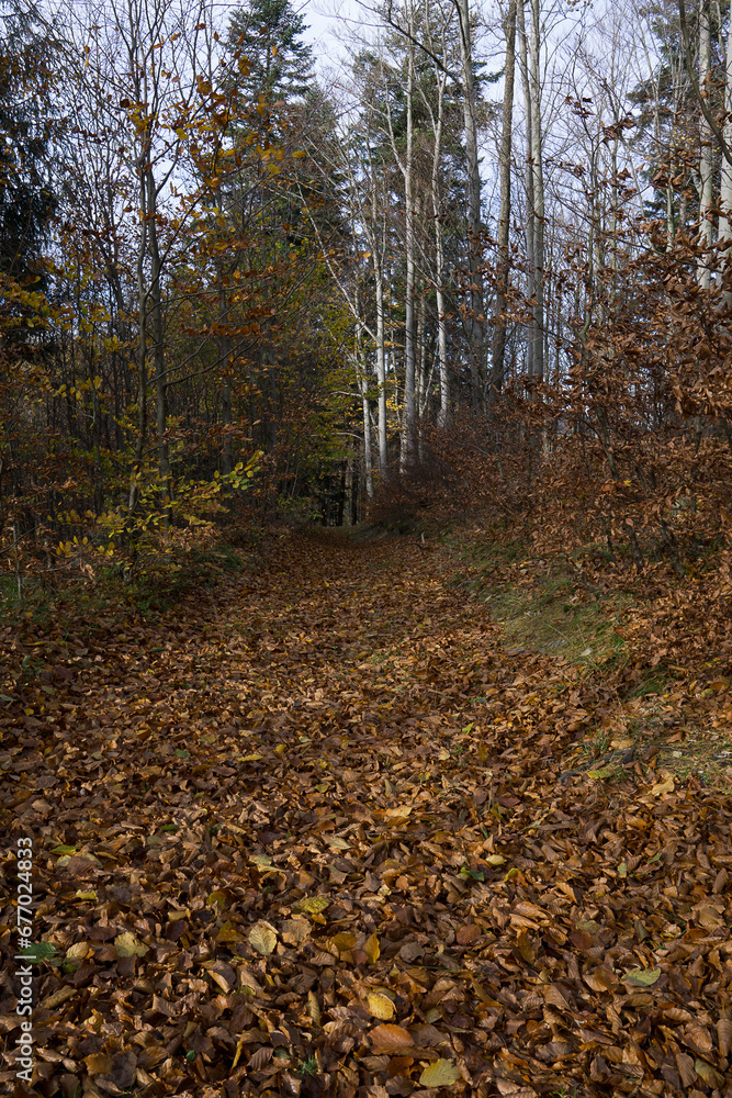 Obraz premium Mountain trail during autumn trips