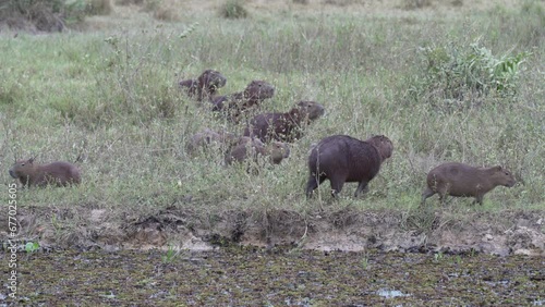 family of greater capybara, Hydrochoerus hydrochaeris, is the largest rodent of the world at a waterhole of a cattle farm in the swamp area of the pantanal in Brazil. photo
