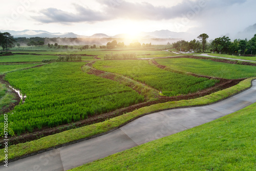 The path through the rice fields