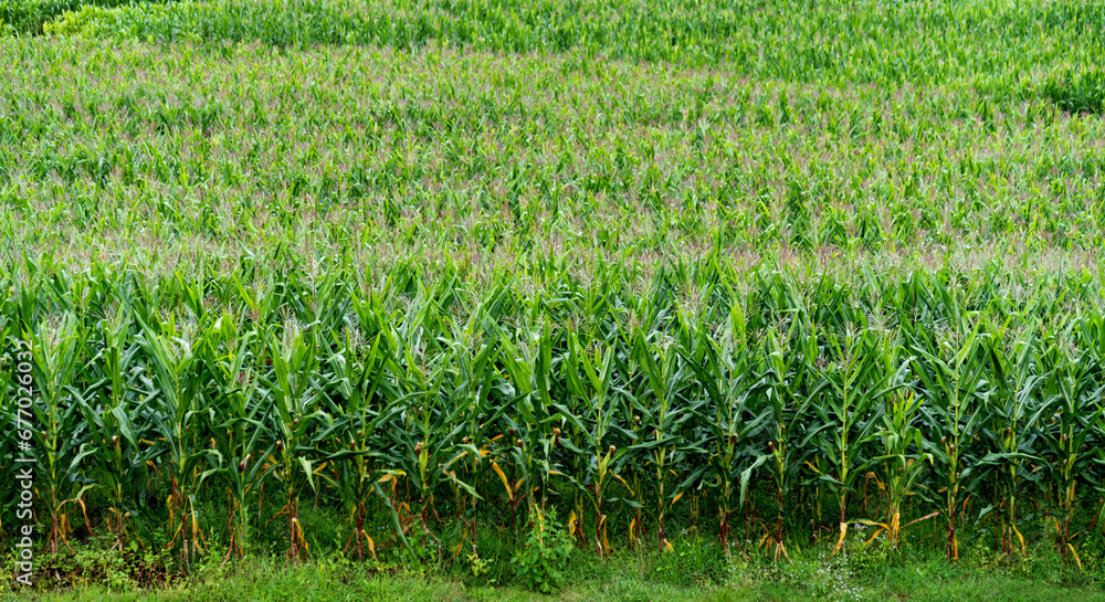 Background of green corn field