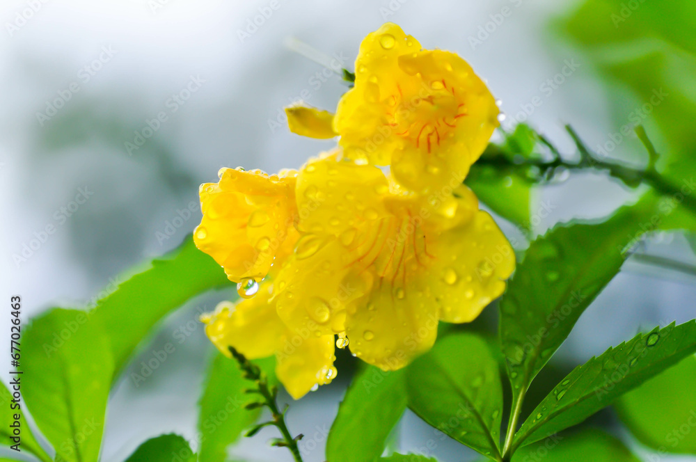 Tecoma stans, Yellow bell or Yellow elder or Yellow trumpet flower or BIGNONIACEAE or Trumpet vine and rain drop
