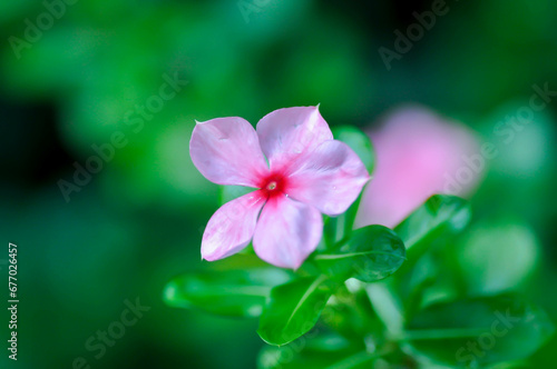 Catharanthus roseus G Don  APOCYNACEAE or  Madagascar periwinkle or Vinca or Old maid