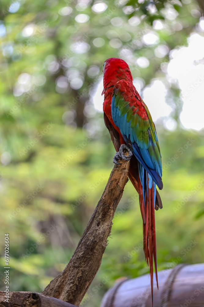 Close up the red macaw parrot bird in garden Close up the red macaw parrot bird in garden