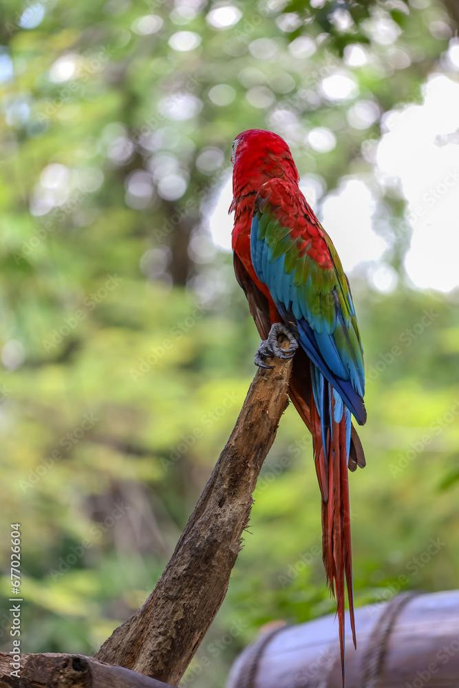 Close up the red macaw parrot bird in garden