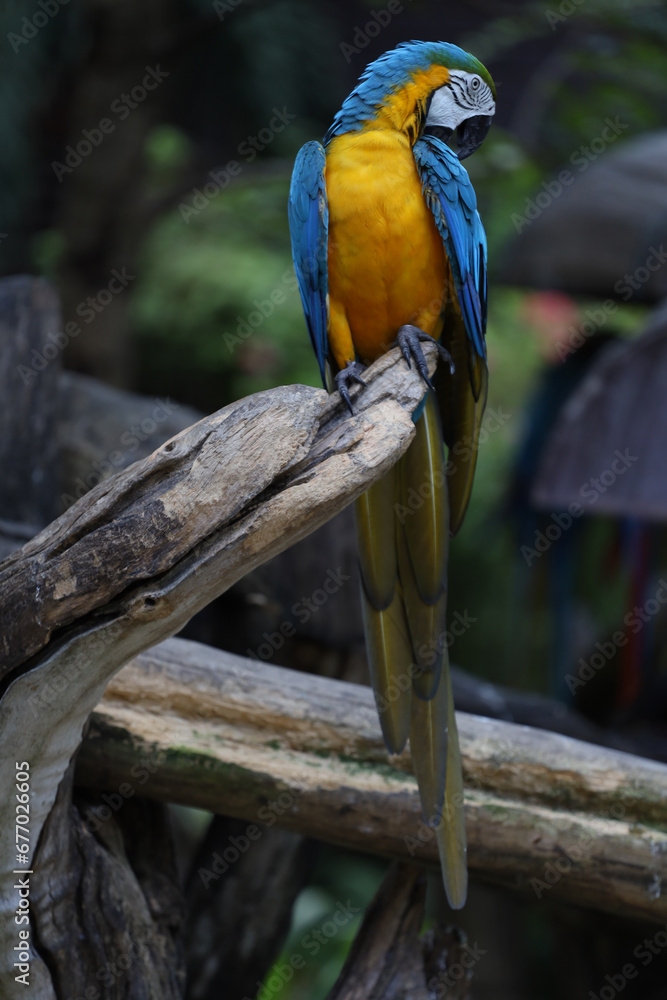 Close up the Blue and yellow macaw parrot bird in garden Close up the Blue and yellow macaw parrot bird in garden
