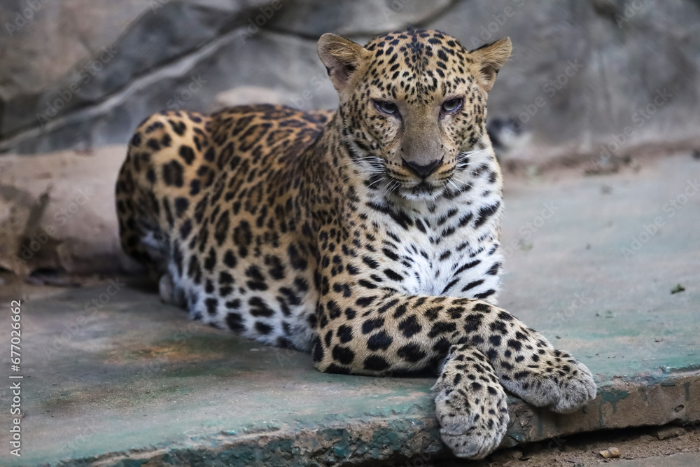The leopard tiger is cute and speed wildanimal in zoology. The leopard tiger is cute and speed wildanimal in zoology.