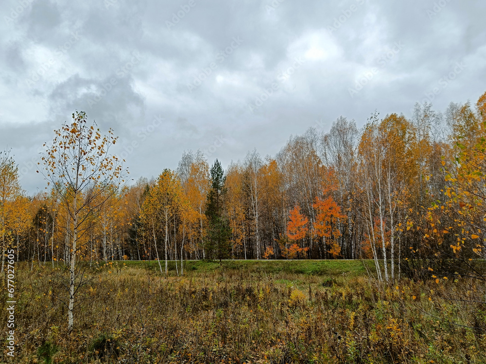 Fototapeta premium golden autumn in the forest