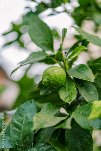 Fresh green lime grows on a branch in the garden after rain