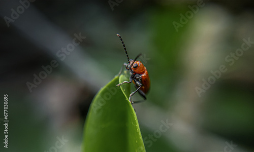 A red ladybug on a leaf.