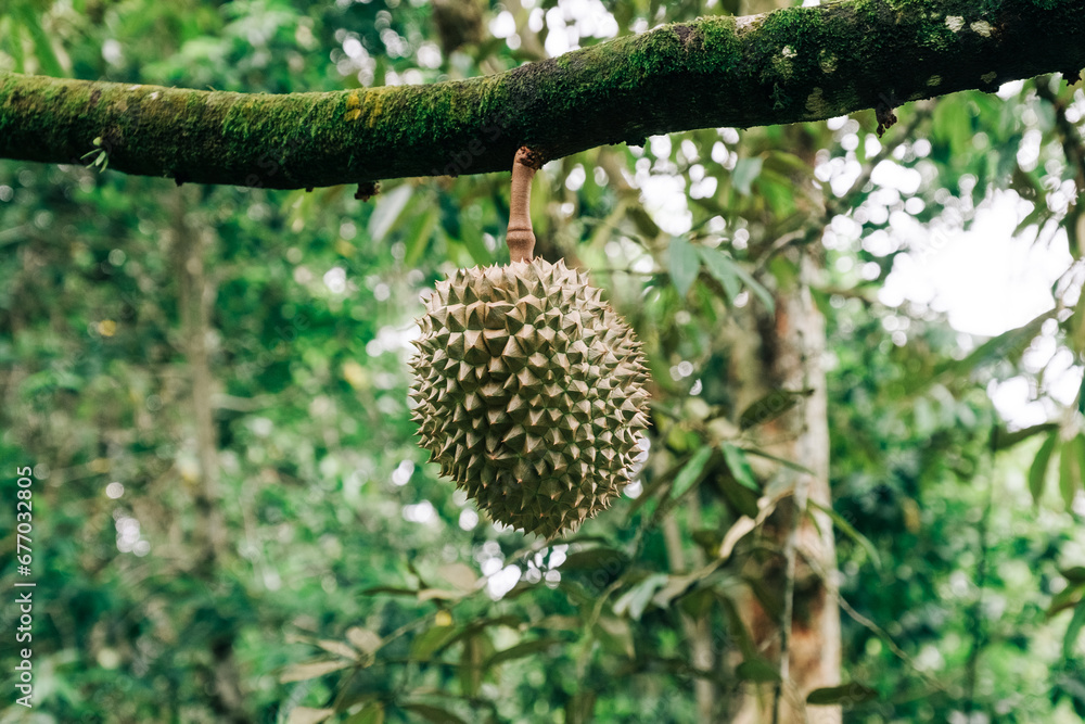 Fresh Green Durian Fruit Hanging From Tropical Tree Fresh Green Durian Fruit Hanging From Tropical Tree
