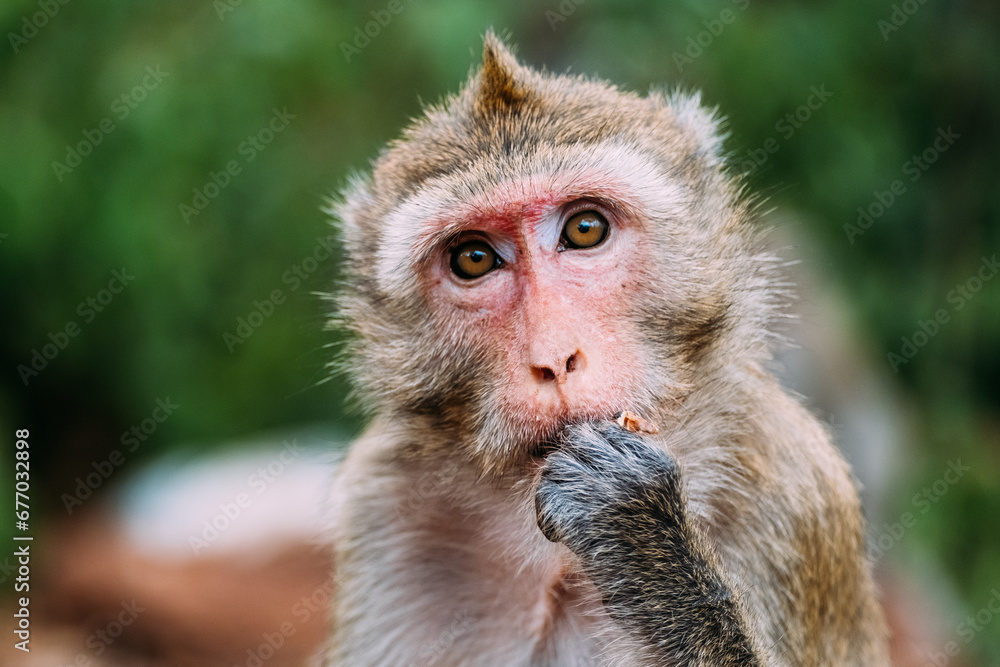 Portrait of rhesus macaque eating - obrazy, fototapety, plakaty 