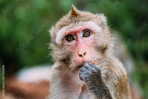 Portrait of rhesus macaque eating photo