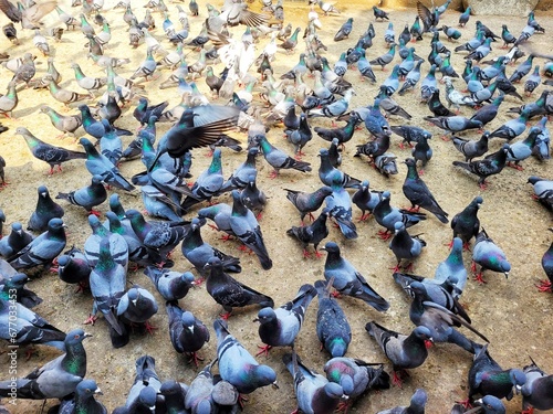 From above of flock of pigeons feeding on sunny day in Mumbai, India