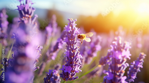 honey bee pollinating lavender flowers in vibrant garden close-up