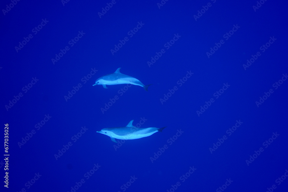 Wild Spotted Dolphins Swimming in Hawaii Wild Spotted Dolphins Swimming in Hawaii