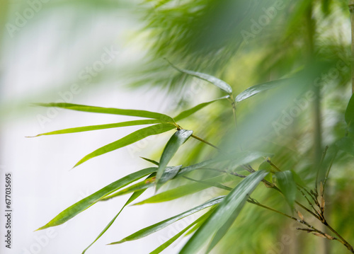 Background of green bamboo leaves