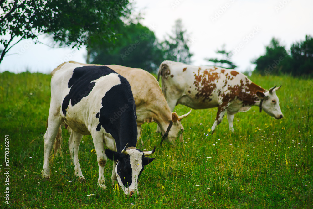 The cows of superior breed graze on the green grass while wandering the meadow at the farm