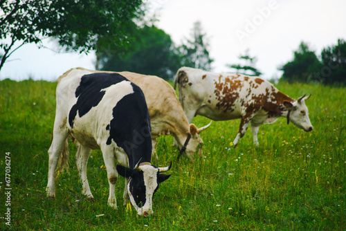 The cows of superior breed graze on the green grass while wandering the meadow at the farm