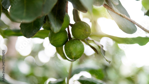 Macadamia nuts hanging on the tree