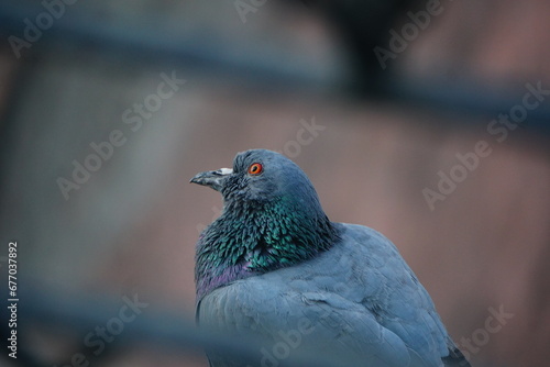 close up of a pigeon