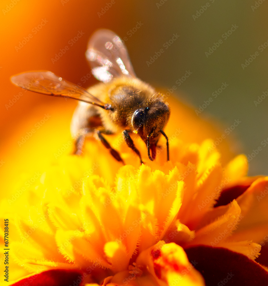 Close-up of a bee on an orange flower. Macro Close-up of a bee on an orange flower. Macro