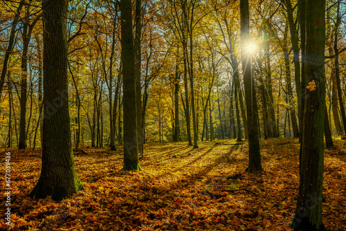 Polska złota jesień w lesie.