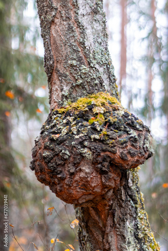 Slika na platnu masers are growths of various shapes on tree trunks, a large maser on a birch tr