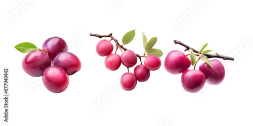 Japanese plum isolated on white background