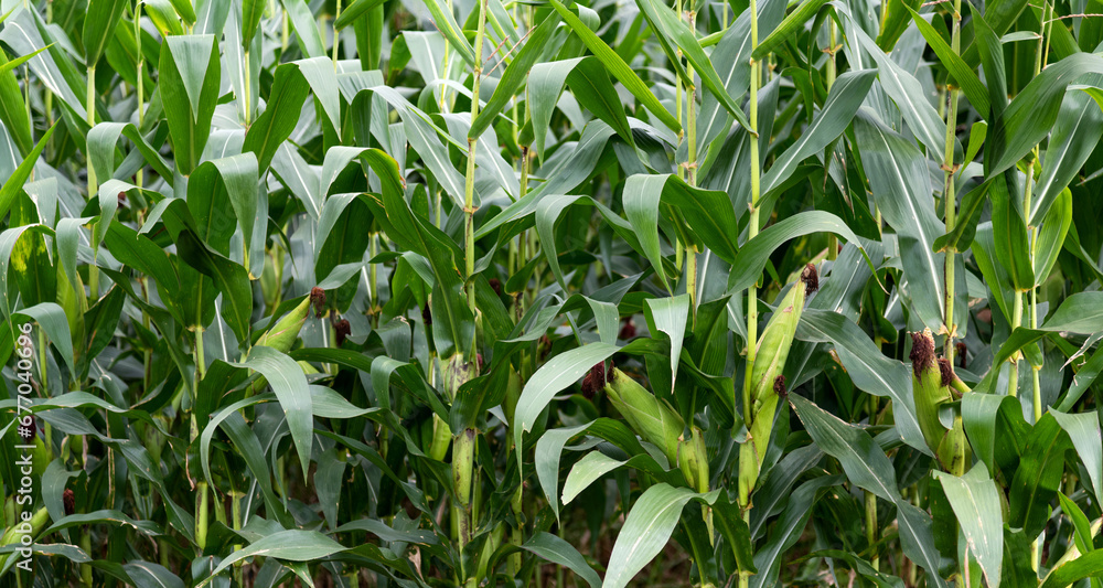 Corn cob in the field Corn cob in the field