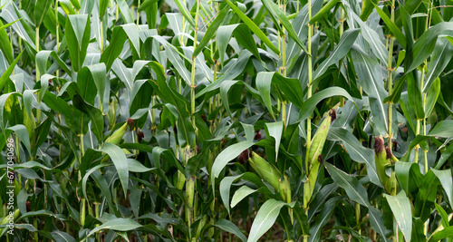 Corn cob in the field