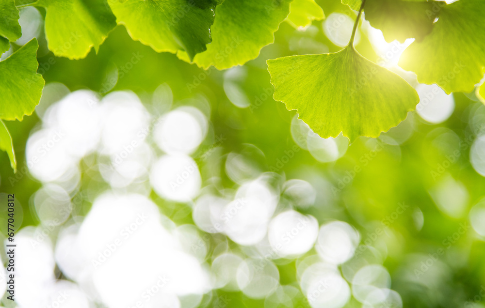 Background of ginkgo tree leaves Background of ginkgo tree leaves