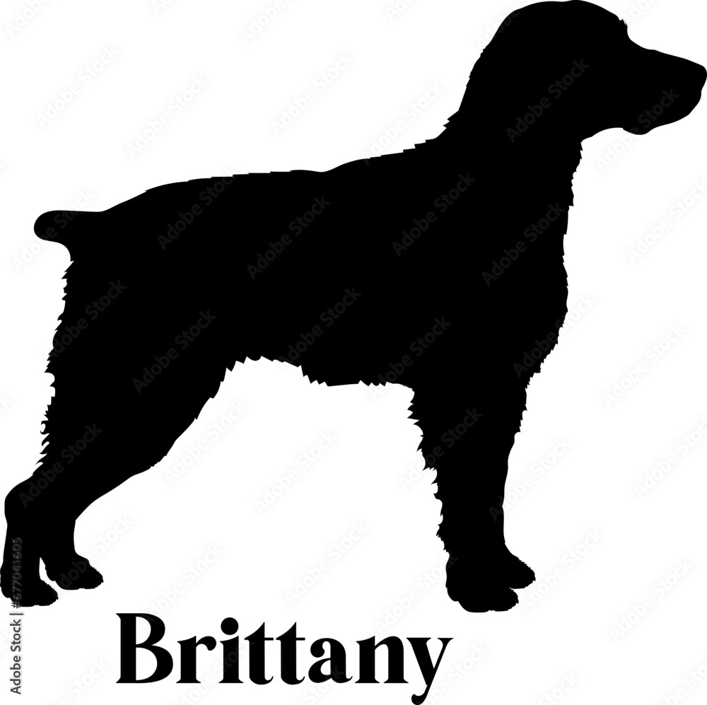 Brittany Dog silhouette dog breeds logo dog monogram logo dog face vector
Brittany Dog silhouette dog breeds logo dog monogram logo dog face vector