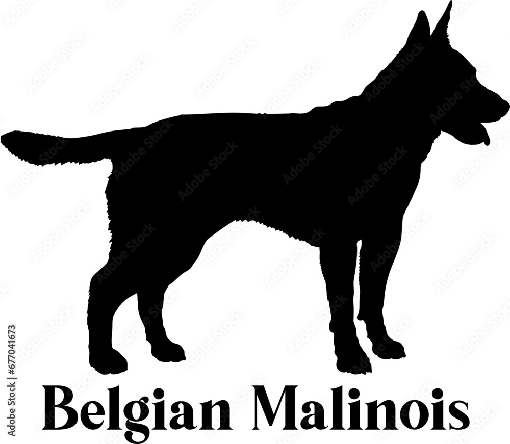 Belgian Malinois Dog silhouette dog breeds logo dog monogram logo dog face vector
Belgian Malinois Dog silhouette dog breeds logo dog monogram logo dog face vector