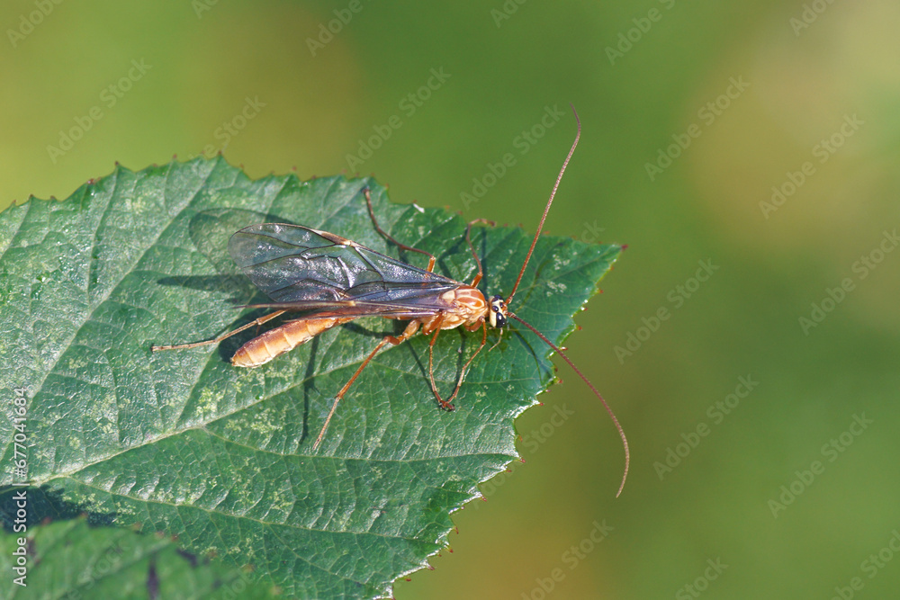 Close up Ichneumon wasp Ophion obscuratus. Tribe Ophionini, subfamily Ophioninae, family Ichneumonidae. On a leaf. Autumn, November, Dutch garden. Close up Ichneumon wasp Ophion obscuratus. Tribe Ophionini, subfamily Ophioninae, family Ichneumonidae. On a leaf. Autumn, November, Dutch garden.