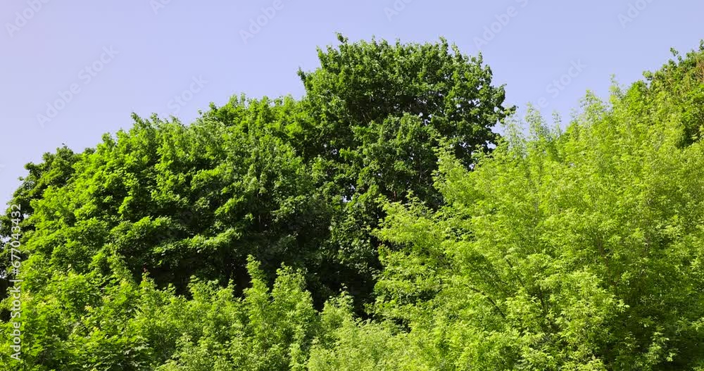 a maple tree with green foliage in the spring season , green foliage on a maple tree on a sunny day a maple tree with green foliage in the spring season , green foliage on a maple tree on a sunny day
